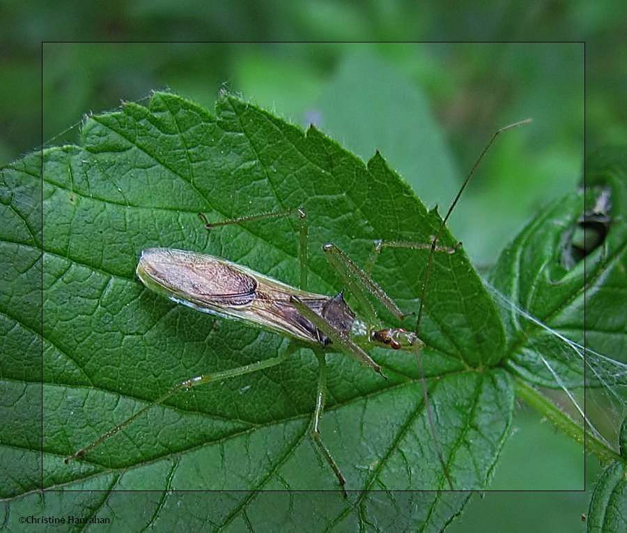 Pale green assassin bug (<em>Zelus luridus</em>)