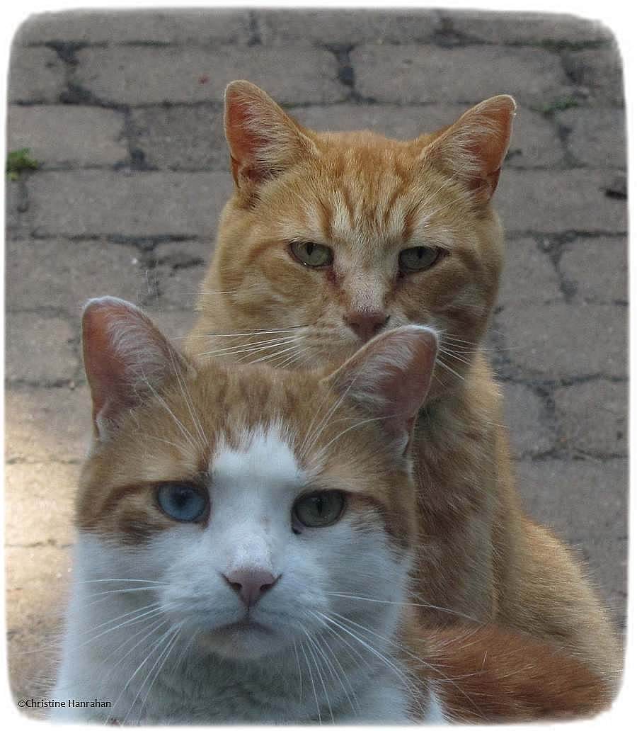  The Red Boyz;  Give us the treats... or else!