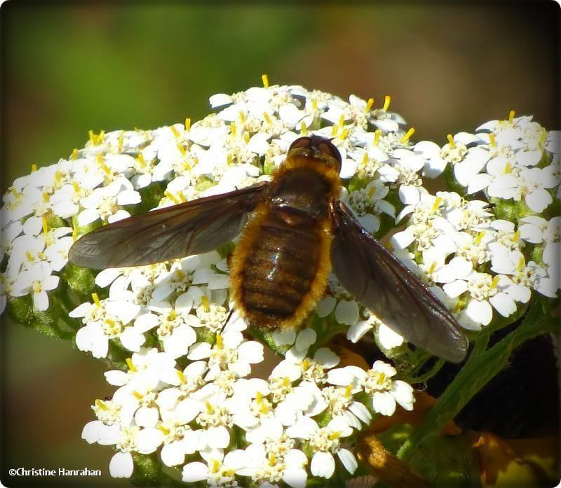 Bee fly (Poecilanthrax tegminipennis sp.), on yarrow