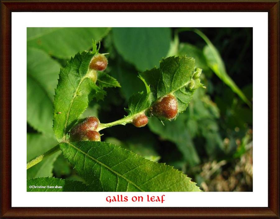 Galls on  bitternut hickory leaf