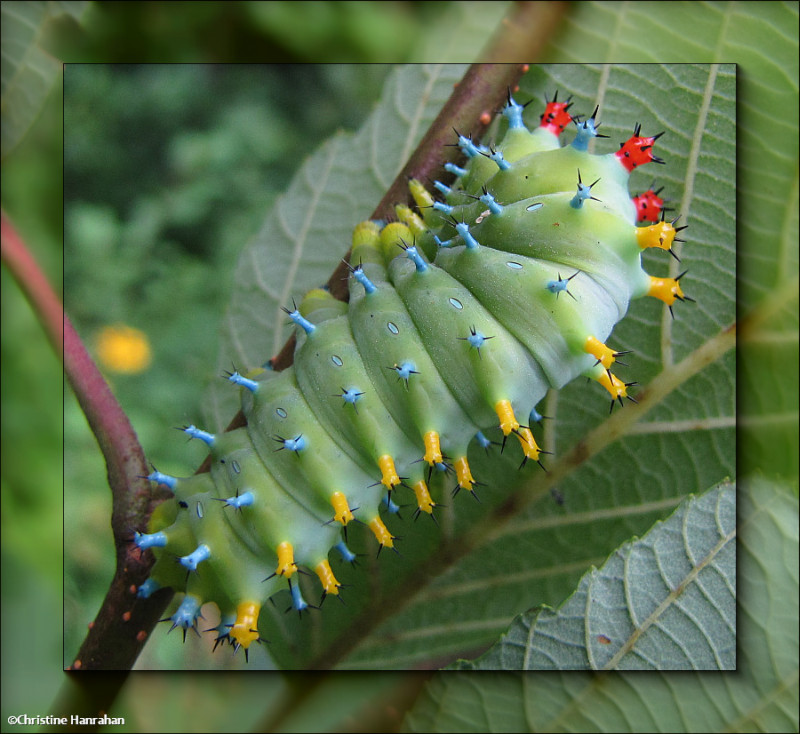 Giant Silkworm and Buck Moth Caterpillars (Family: Saturnidae) 7704 - 7767