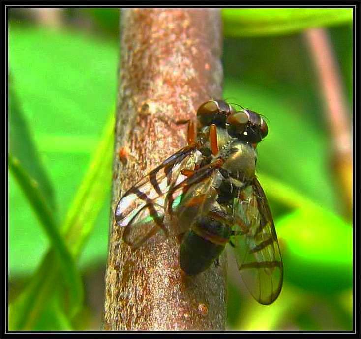 Signal flies, mating pair (Rivellia sp.)