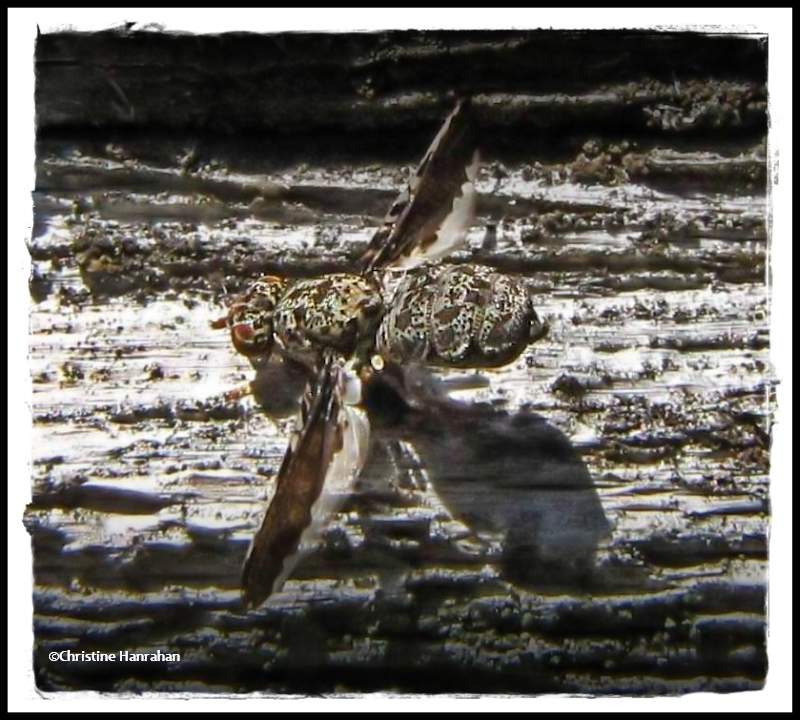 Picture-winged fly (<em>Callopistromyia</em> sp.)