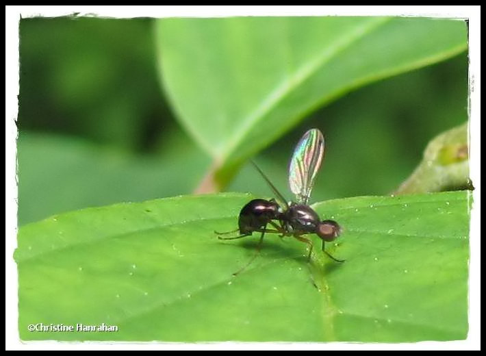 Antlike scavenger fly (Sepsidae)