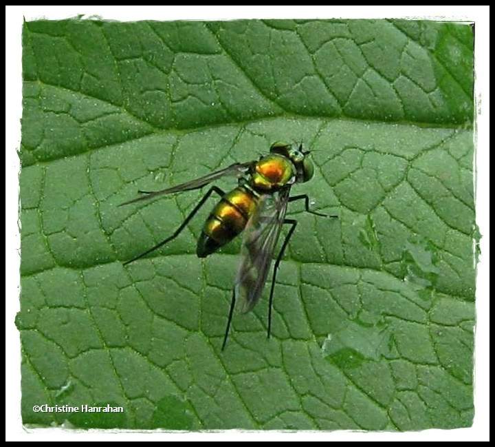 Long-legged fly (Condylostylus sp.)
