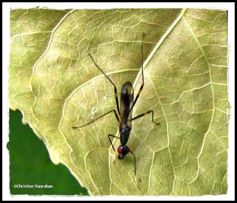 Stilt-legged fly (Rainieria antennaepes)