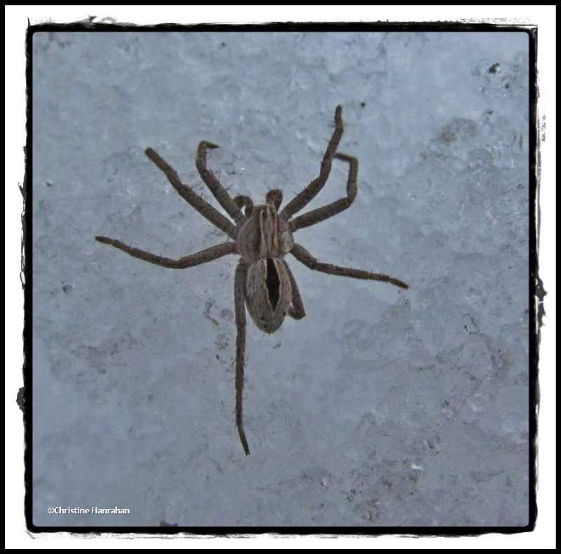 Running crab spider (Thanatus sp.), male