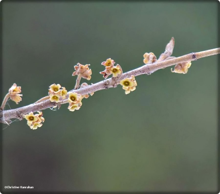 Witch hazel  (<em>Hamamelis virginiana</em>)
