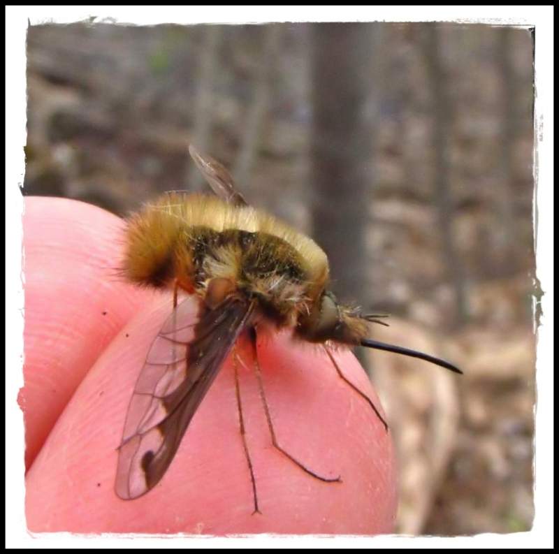 Greater bee fly (Bombylius major)