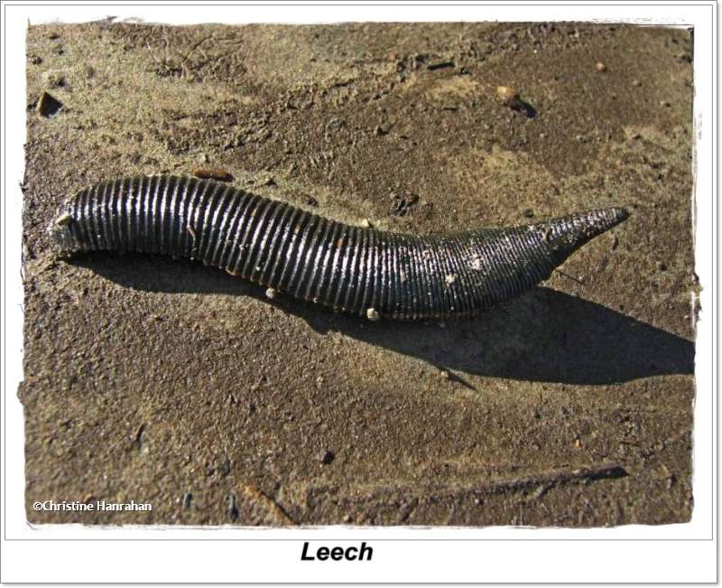 Leech (Macrobdella decora)
