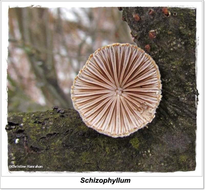 Split-Gill Mushroom (Schizophyllum)