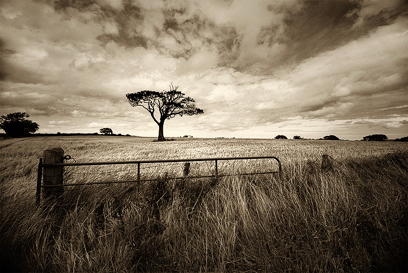 thesnapper66-cornfield-after.jpg
