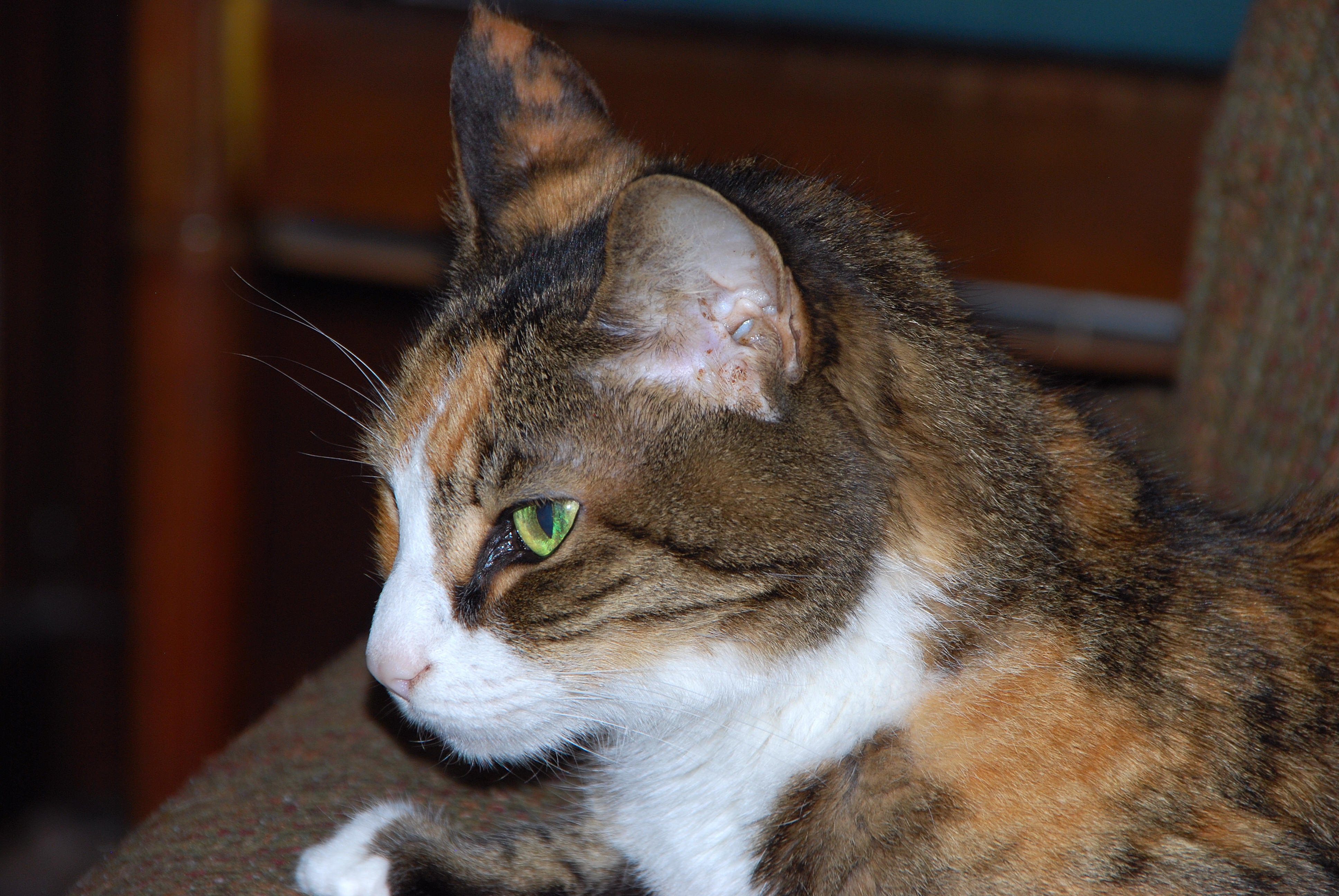 ALF_2011_0423_165613.JPG