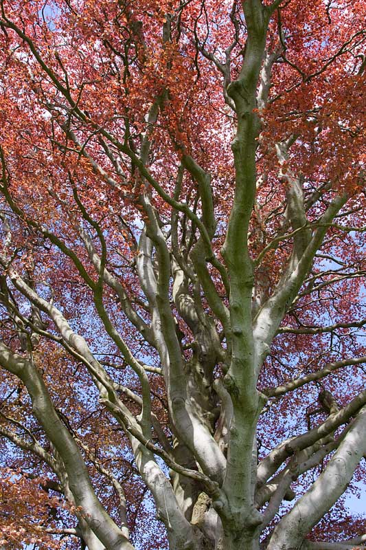 dendrology