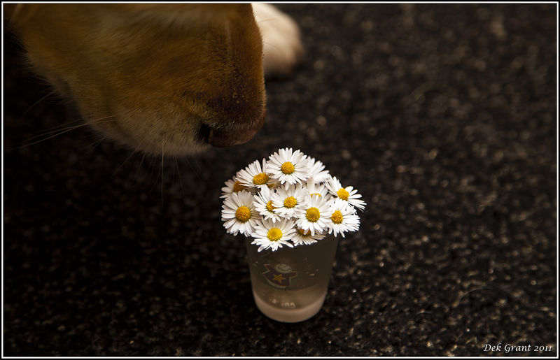 sniff