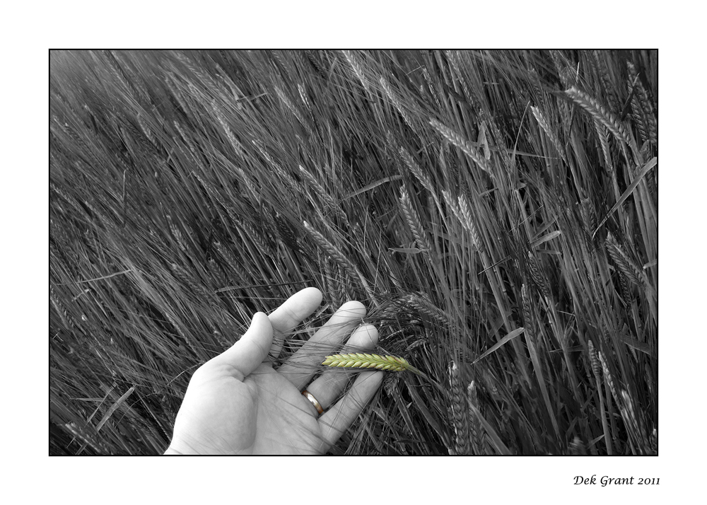 hand that feeds