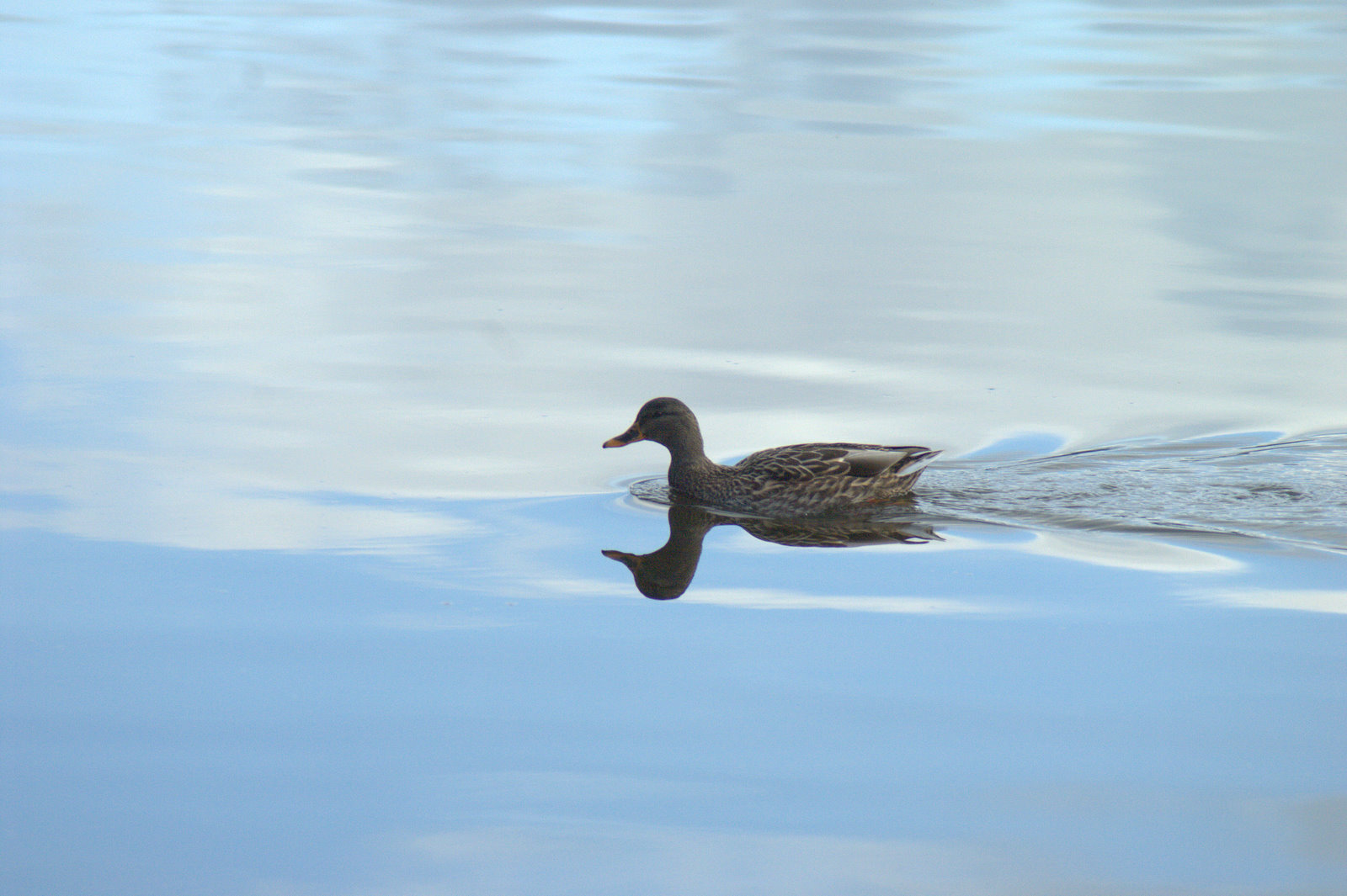heron ducks padden 028.jpg