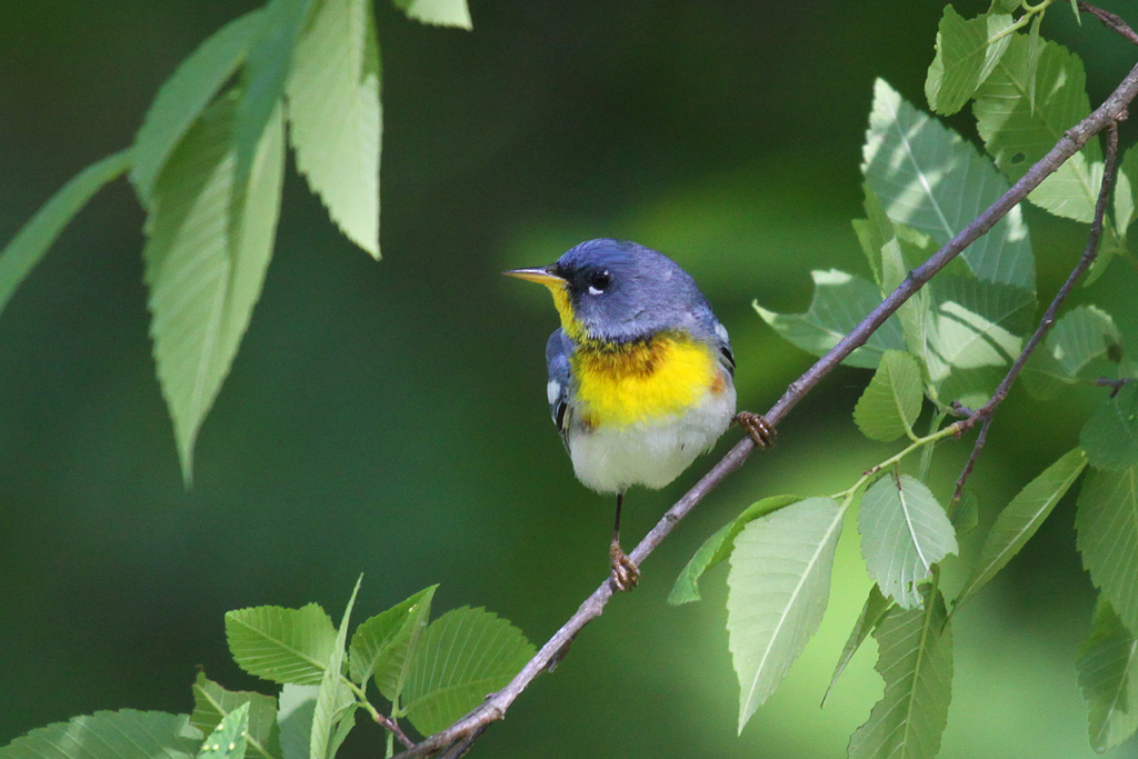 Northern Parula