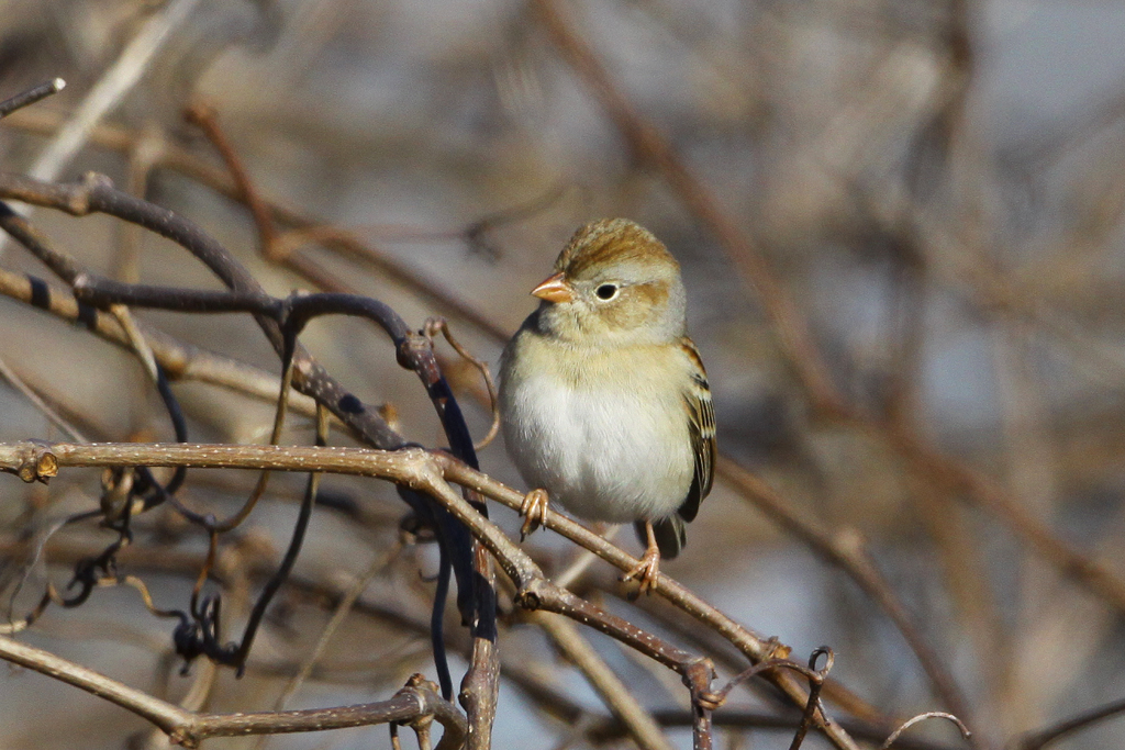 Field Sparrow