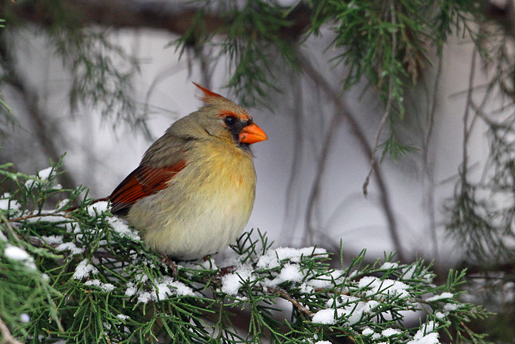 Northern Cardinal