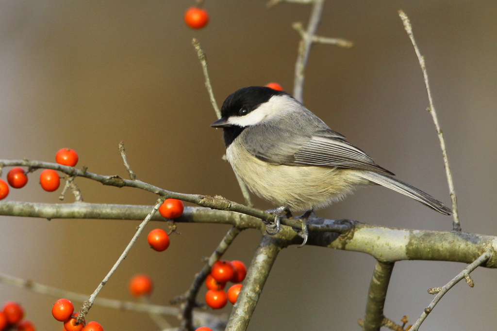 Carolina Chickadee