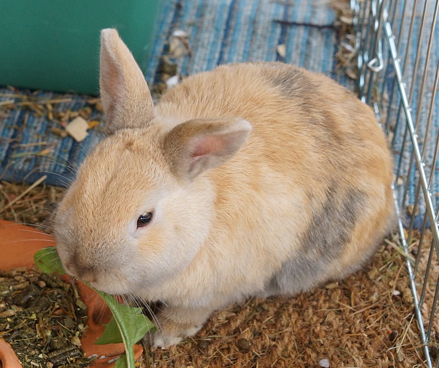 mops-0141.JPG