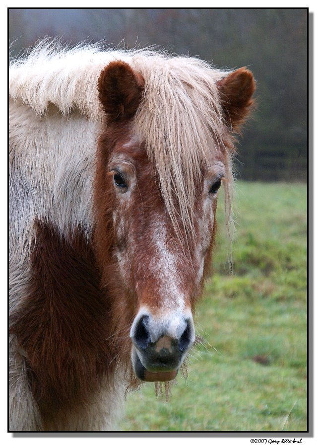 pony-1531-sm.JPG