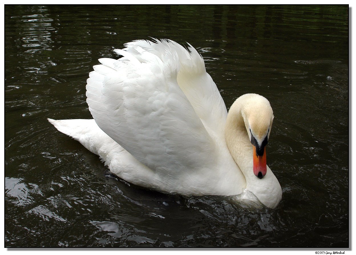 swan-4261-sm.JPG