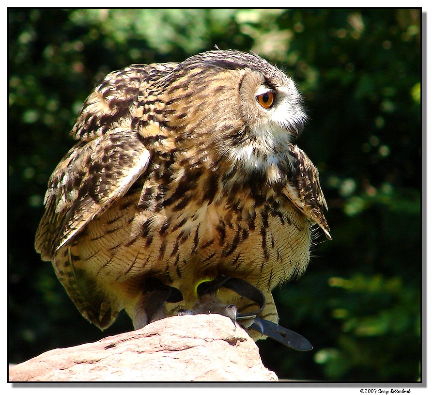 owl-2018-sm.JPG