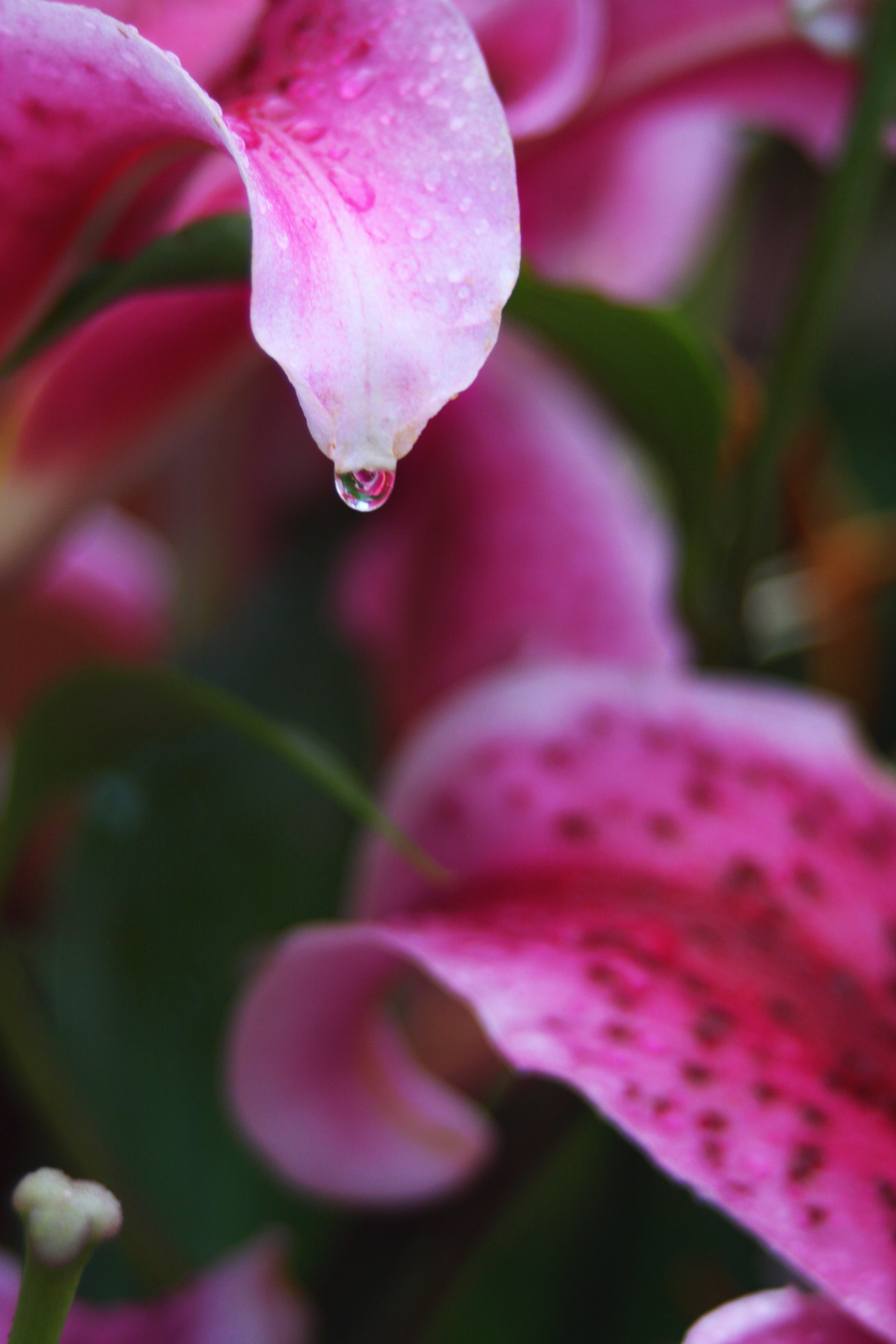 IMG_6283w.jpg