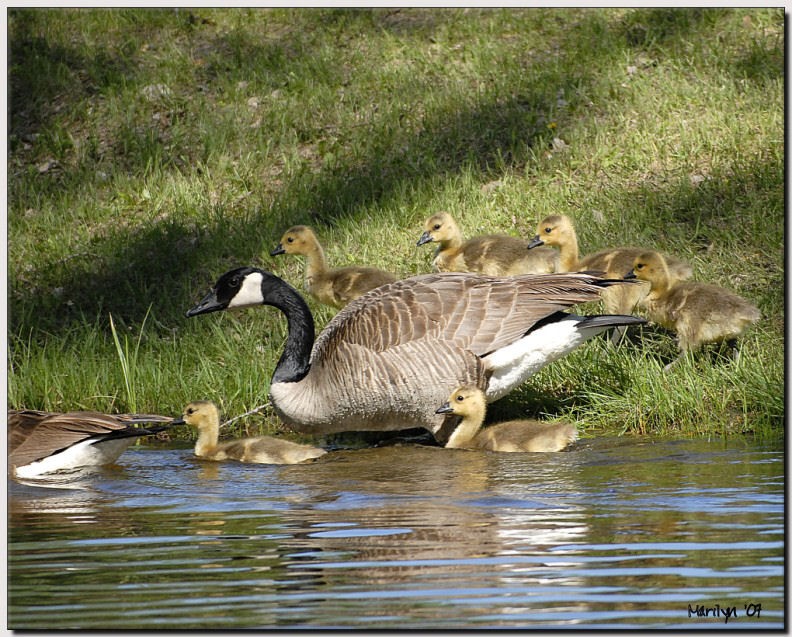 Working Mother