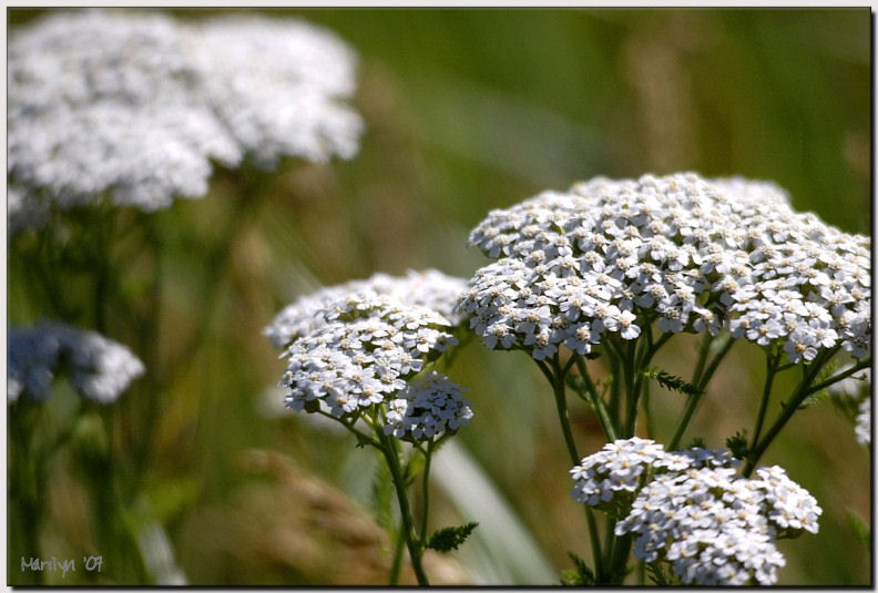 wearing wild flowers in our hair...