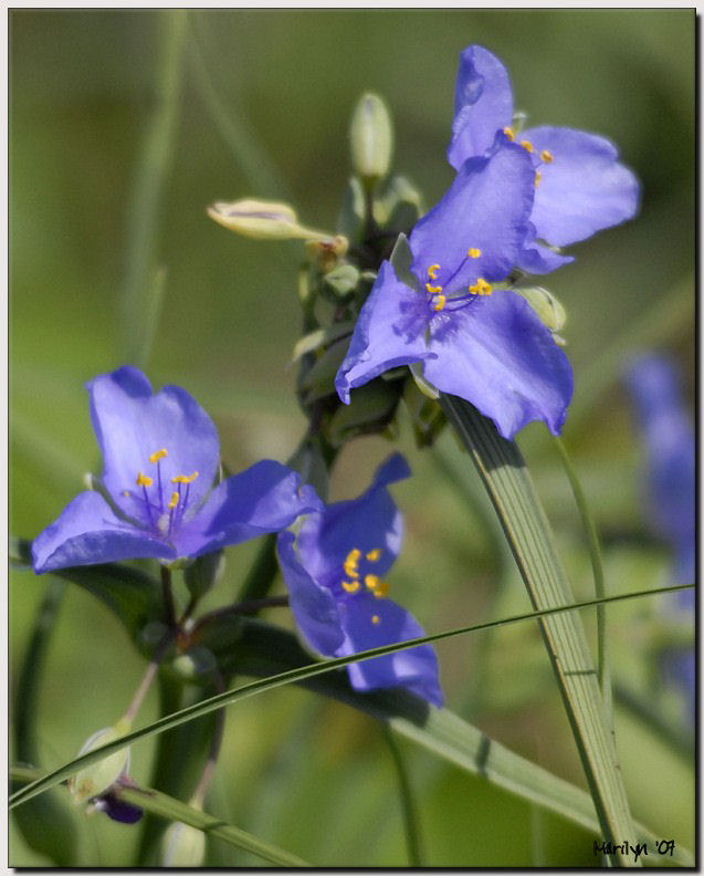 wearing wild flowers in our hair...