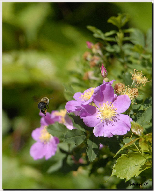 wearing wild flowers in our hair...