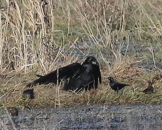 12-17 raven + 4356.jpg