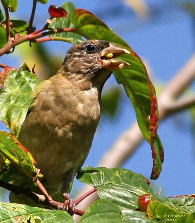 9-8 evening grosbeak 3000.jpg