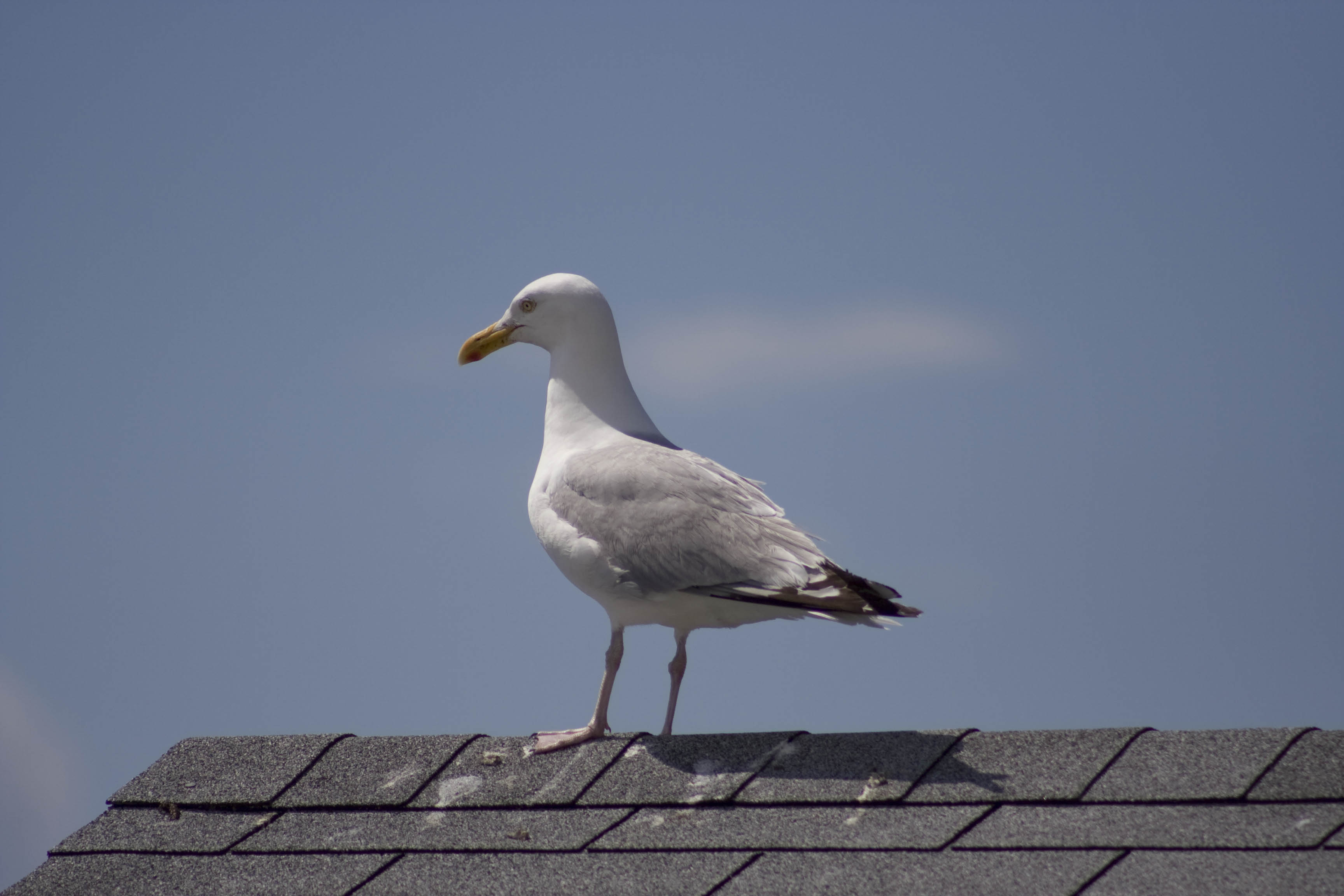 Peggys Cove (2007)