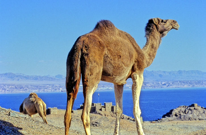 Dromedary, Camelus dromedarius