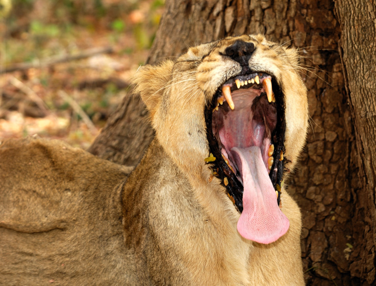 Bored  Female Indian Lion