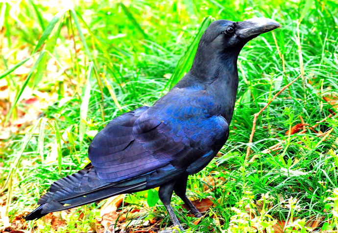 The Raven