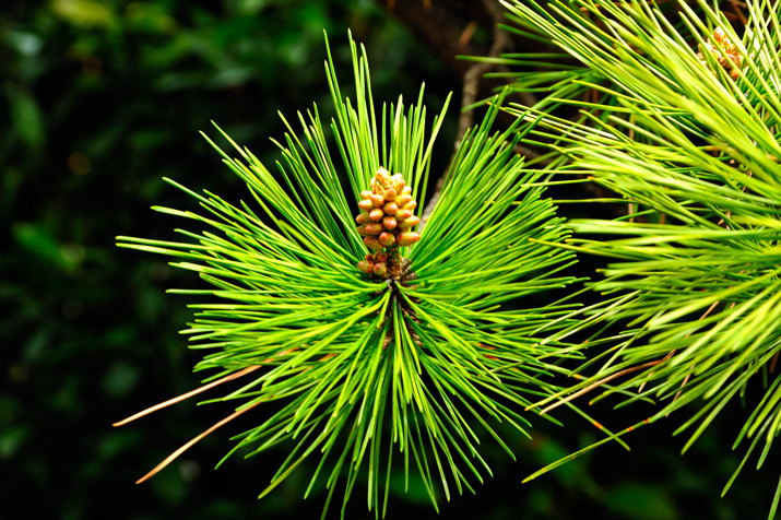 PineFlowerP.jpg