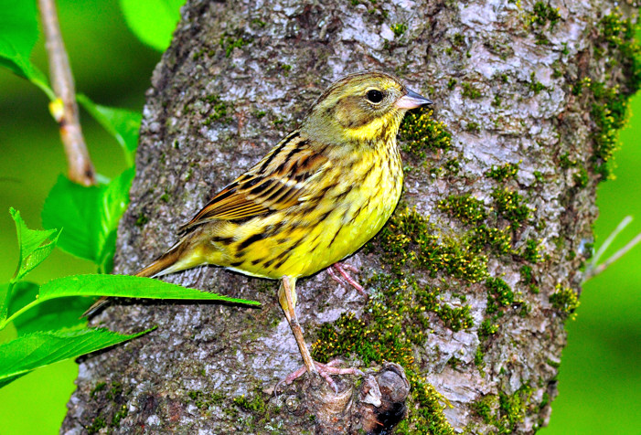 Bird on the Tree