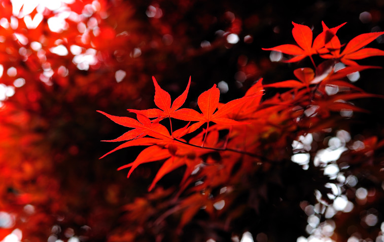 The Red Leaves