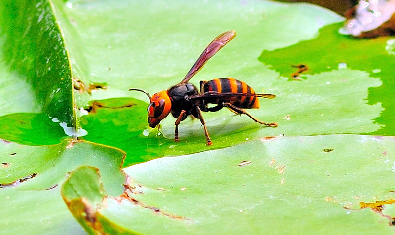 Giant Wasp