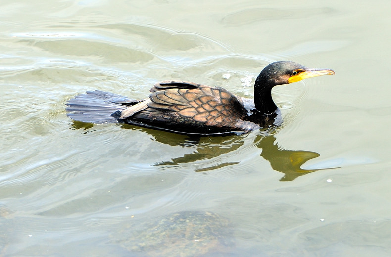 Cormoran Swimming in TokyoBay