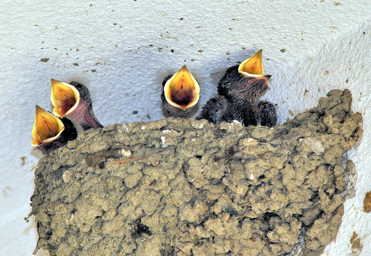 4 Mouths to Feed