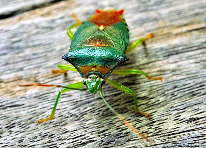 Japanese Beetle