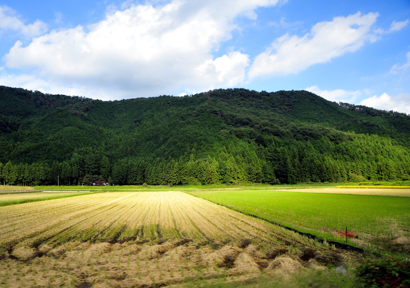 The Light on the Fields