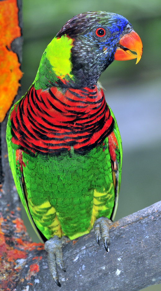 Full Body Parrot