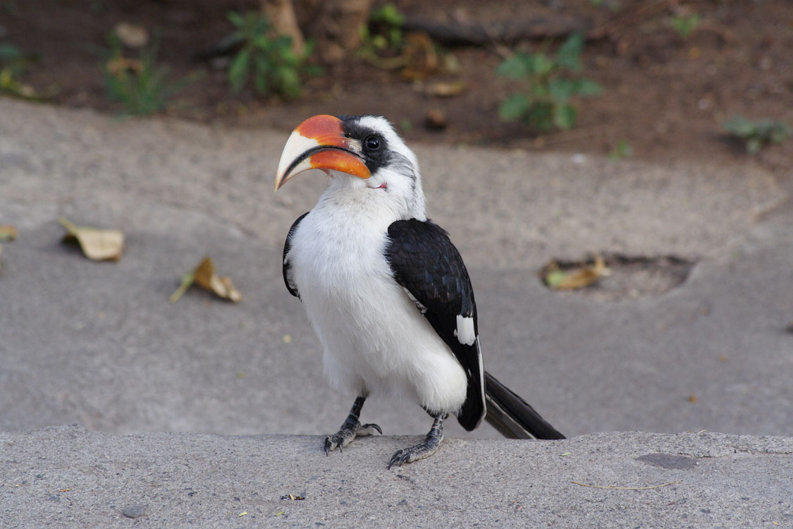 Hornbill